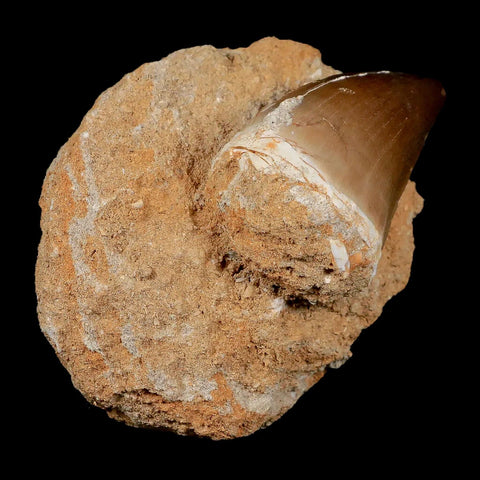 XL 2" Mosasaur Prognathodon Fossil Tooth In Matrix Cretaceous Dinosaur Era COA - Fossil Age Minerals