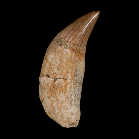 2" Mosasaur Platecarpus Fossil Tooth Rooted Cretaceous Dinosaur Era COA