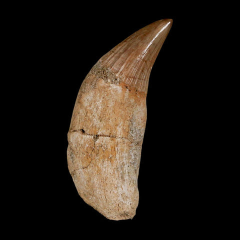 2" Mosasaur Platecarpus Fossil Tooth Rooted Cretaceous Dinosaur Era COA