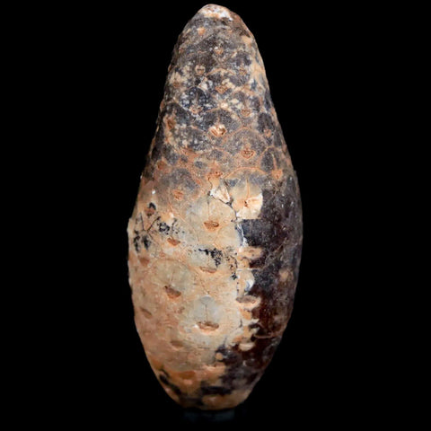 1.9 Fossil Pine Cone Equicalastrobus Replaced By Agate Eocene Age Seeds Fruit - Fossil Age Minerals