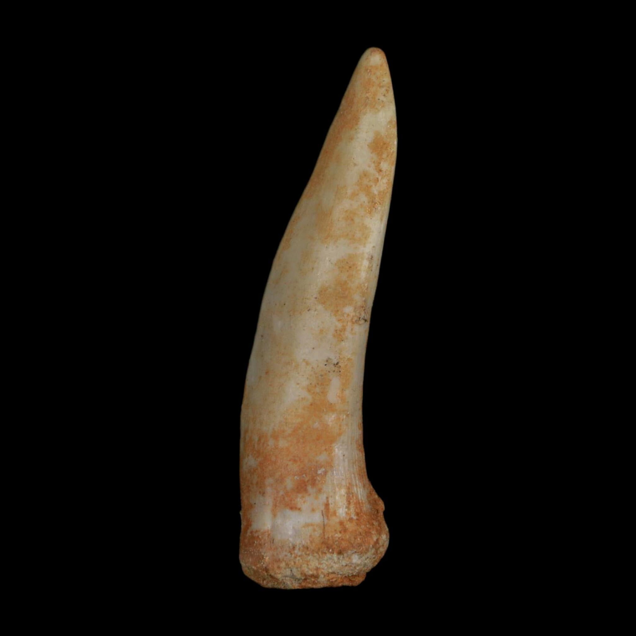 XL 2.1" Saber Toothed Herring Fossil Fang Enchodus Libycus Cretaceous COA Stand - Fossil Age Minerals