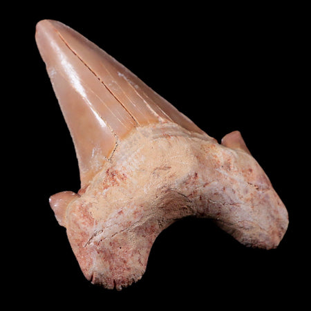 2.1" Otodus Obliquus Shark Fossil Tooth Specimen Oued Zem Morocco COA