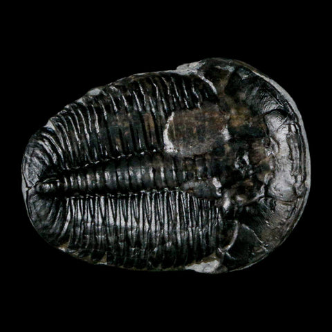 1.5" Elrathia Kingi Trilobite Fossil Utah Cambrian Age 521 Million Years Old COA - Fossil Age Minerals