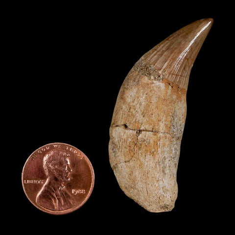 2" Mosasaur Platecarpus Fossil Tooth Rooted Cretaceous Dinosaur Era COA