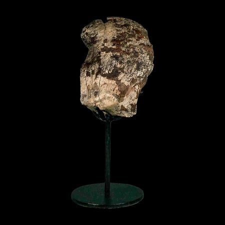 4.5" Triceratops Fossil Condyle Occipital Lance Creek FM Cretaceous Dinosaur WY COA