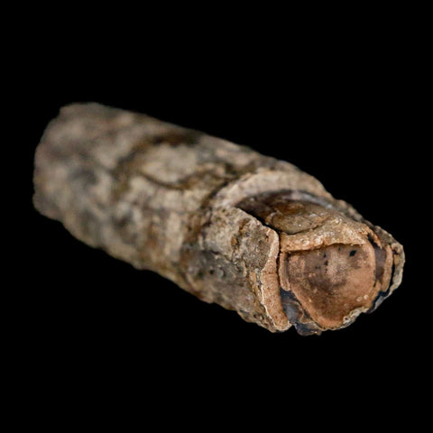 2.5" Fossilized Blue Forest Petrified Wood Limb Branch Eden Wyoming 50 Mil Yrs Old - Fossil Age Minerals