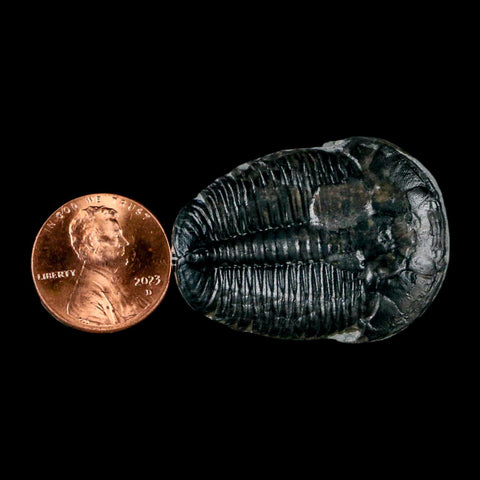 1.5" Elrathia Kingi Trilobite Fossil Utah Cambrian Age 521 Million Years Old COA - Fossil Age Minerals