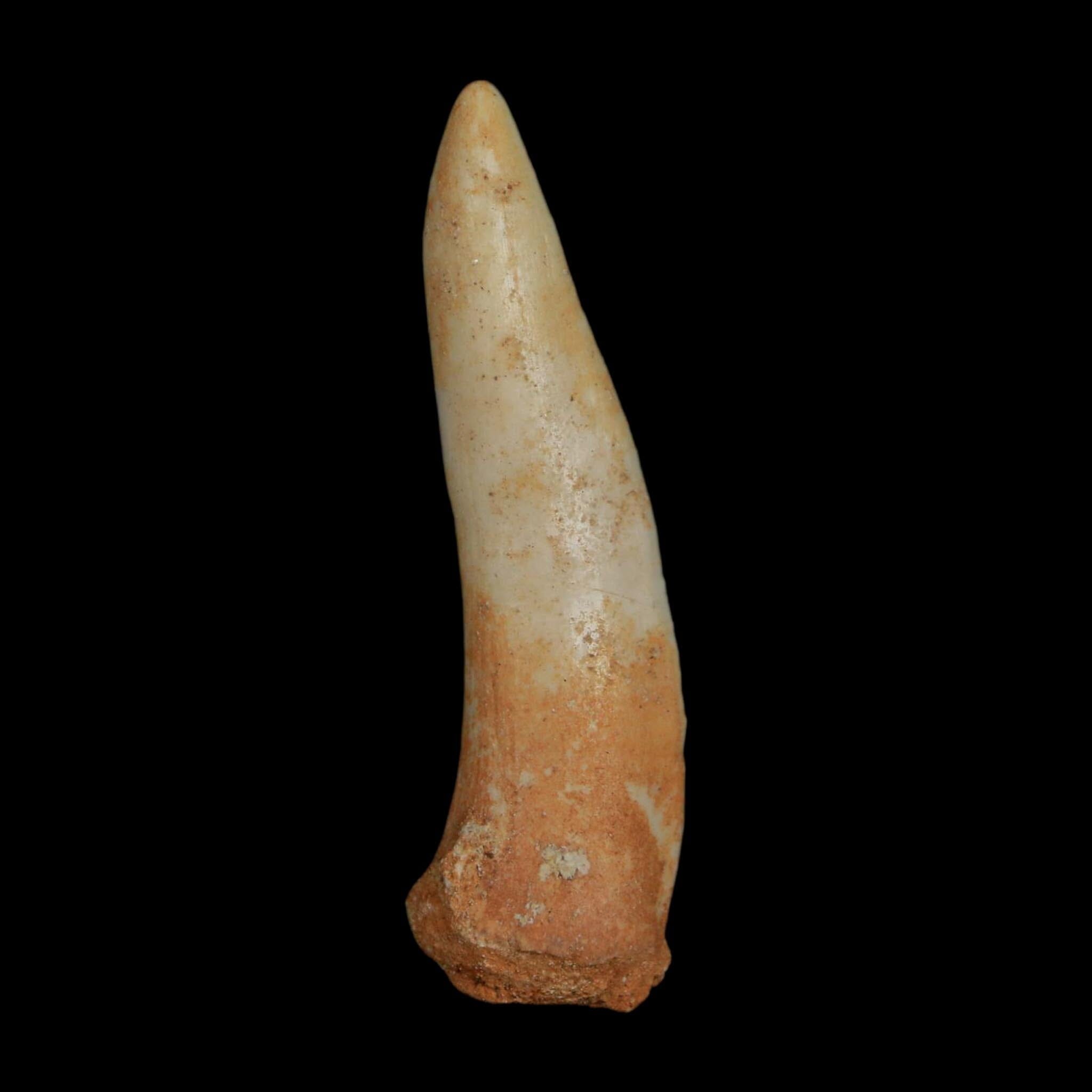 XL 2.1" Saber Toothed Herring Fossil Fang Enchodus Libycus Cretaceous COA Stand - Fossil Age Minerals