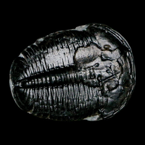 1.5" Elrathia Kingi Trilobite Fossil Utah Cambrian Age 521 Million Years Old COA - Fossil Age Minerals