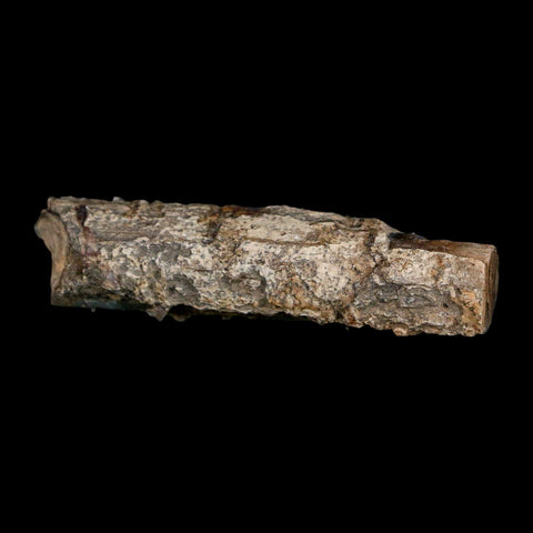 2.5" Fossilized Blue Forest Petrified Wood Limb Branch Eden Wyoming 50 Mil Yrs Old - Fossil Age Minerals