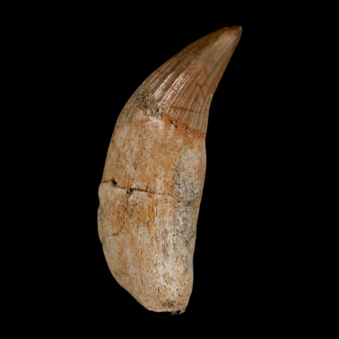 2" Mosasaur Platecarpus Fossil Tooth Rooted Cretaceous Dinosaur Era COA