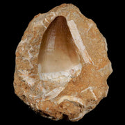 1.7" Mosasaur Prognathodon Fossil Tooth In Matrix Cretaceous Dinosaur Era COA