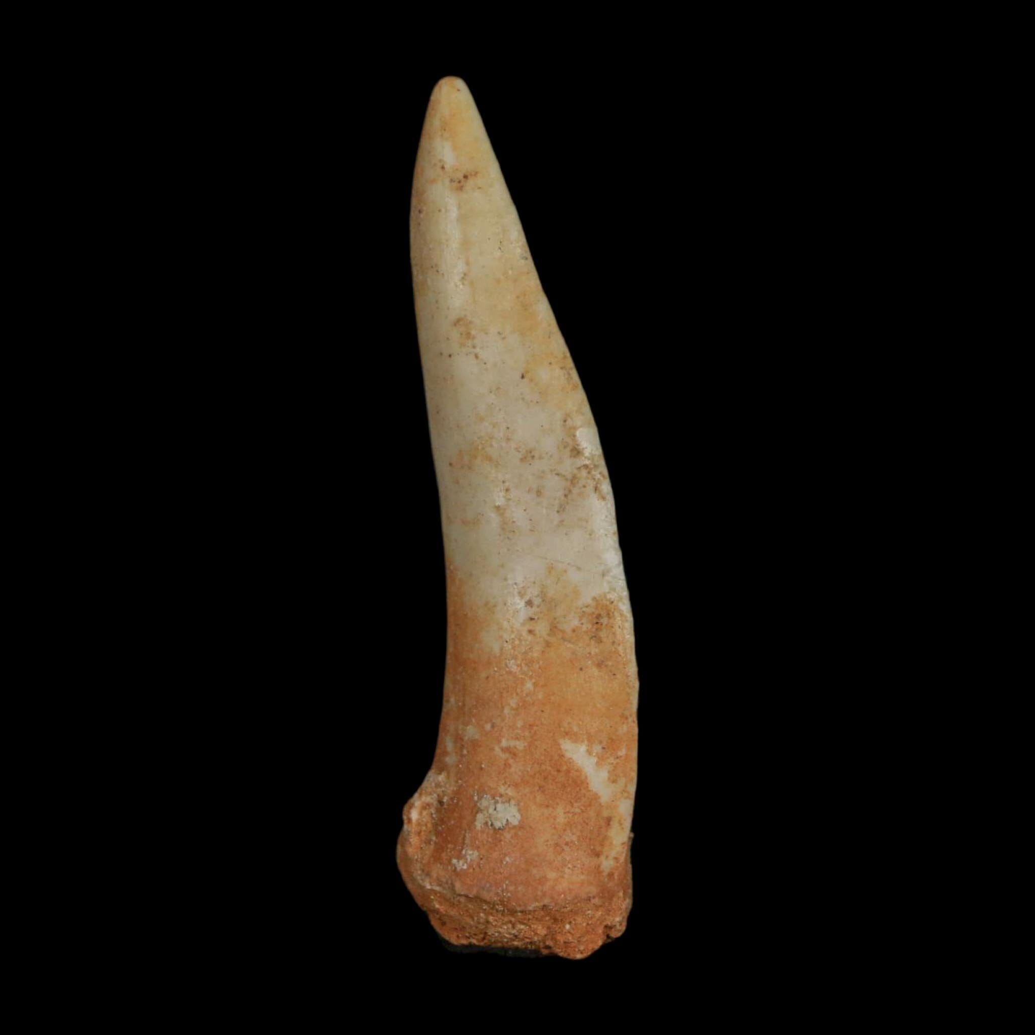 XL 2.1" Saber Toothed Herring Fossil Fang Enchodus Libycus Cretaceous COA Stand - Fossil Age Minerals