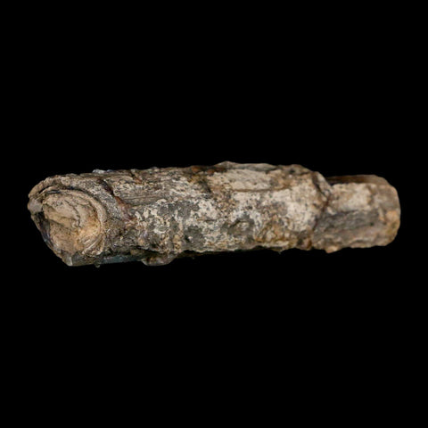 2.5" Fossilized Blue Forest Petrified Wood Limb Branch Eden Wyoming 50 Mil Yrs Old - Fossil Age Minerals