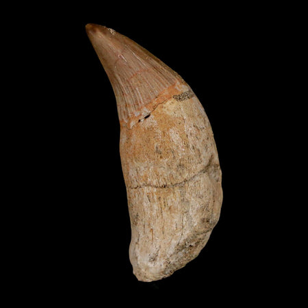 2" Mosasaur Platecarpus Fossil Tooth Rooted Cretaceous Dinosaur Era COA