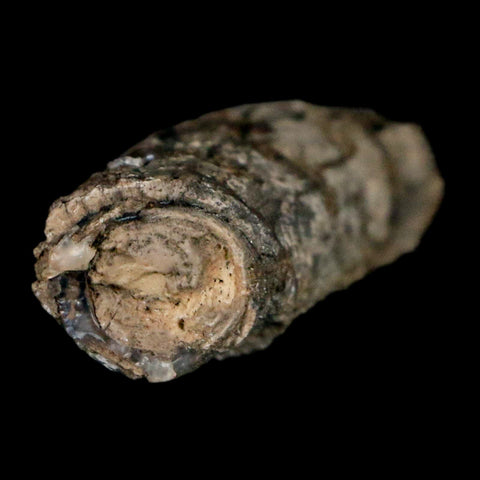 2.5" Fossilized Blue Forest Petrified Wood Limb Branch Eden Wyoming 50 Mil Yrs Old - Fossil Age Minerals