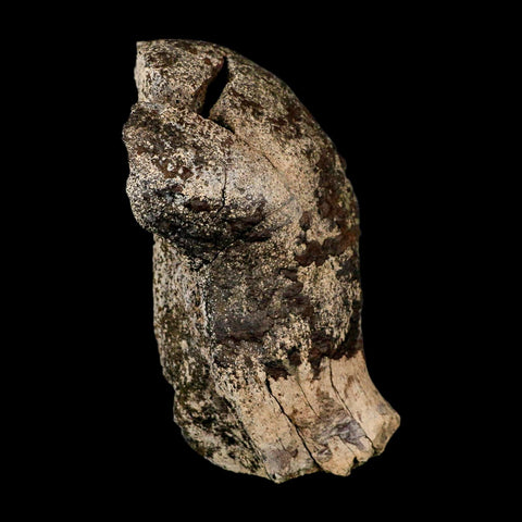 4.5" Triceratops Fossil Condyle Occipital Lance Creek FM Cretaceous Dinosaur WY COA