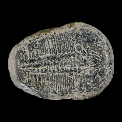 1.5" Elrathia Kingi Trilobite Fossil Utah Cambrian Age 521 Million Years Old COA - Fossil Age Minerals