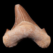 2.2" Otodus Obliquus Shark Fossil Tooth Specimen Oued Zem Morocco COA