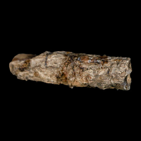 2.5" Fossilized Blue Forest Petrified Wood Limb Branch Eden Wyoming 50 Mil Yrs Old - Fossil Age Minerals
