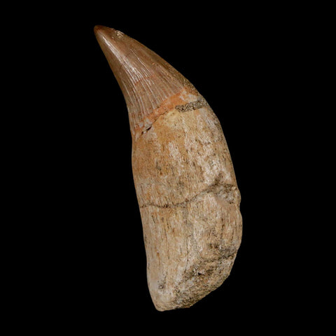 2" Mosasaur Platecarpus Fossil Tooth Rooted Cretaceous Dinosaur Era COA