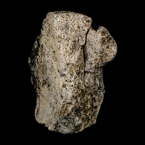 4.5" Triceratops Fossil Condyle Occipital Lance Creek FM Cretaceous Dinosaur WY COA