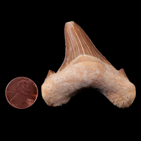 2.2" Otodus Obliquus Shark Fossil Tooth Specimen Oued Zem Morocco COA - Fossil Age Minerals