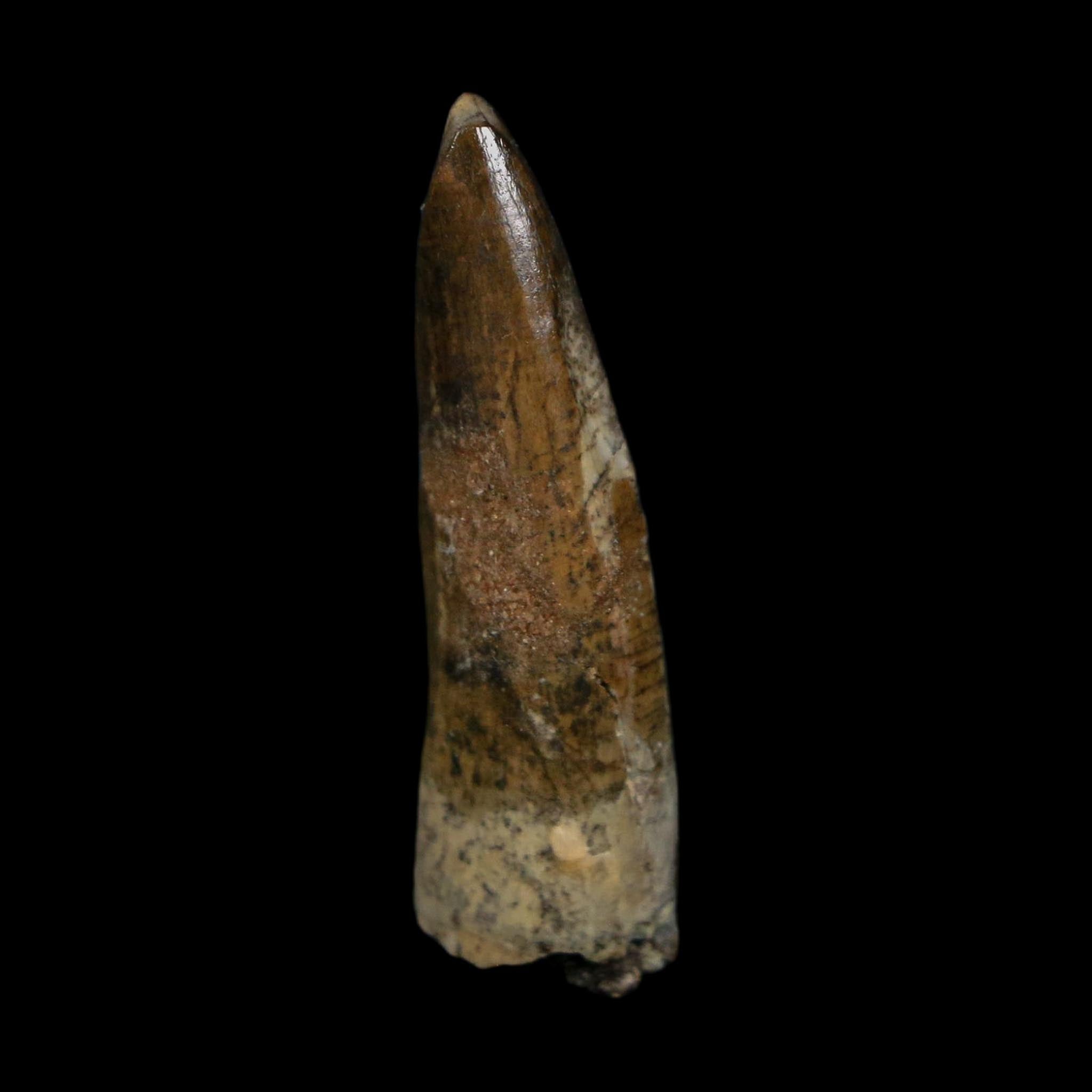 1.4" Suchomimus Fossil Tooth Cretaceous Spinosaurid Dinosaur Elraz FM Niger COA