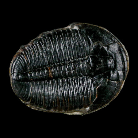 1.3" Elrathia Kingi Trilobite Fossil Utah Cambrian Age 521 Million Years Old COA
