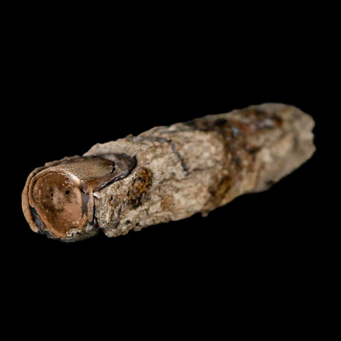 2.5" Fossilized Blue Forest Petrified Wood Limb Branch Eden Wyoming 50 Mil Yrs Old - Fossil Age Minerals