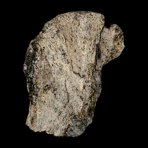 4.5" Triceratops Fossil Condyle Occipital Lance Creek FM Cretaceous Dinosaur WY COA
