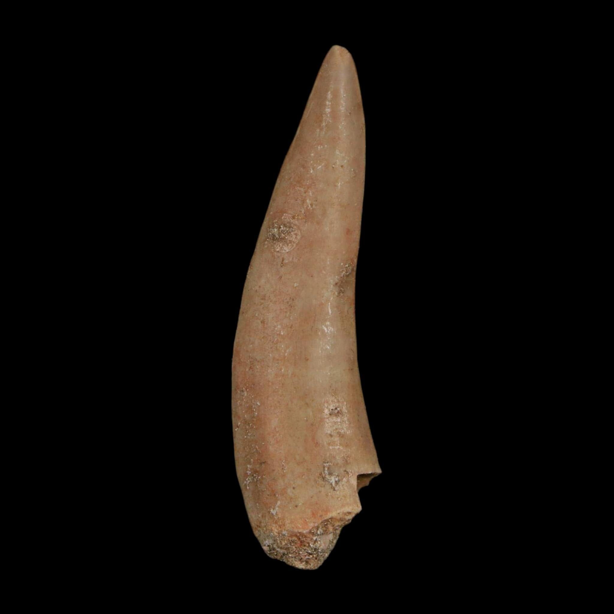 XL 2.1" Saber Toothed Herring Fossil Fang Enchodus Libycus Cretaceous COA Stand - Fossil Age Minerals