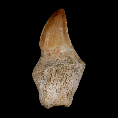 2" Mosasaur Prognathodon Anceps Fossil Tooth Rooted Cretaceous Dinosaur Era COA