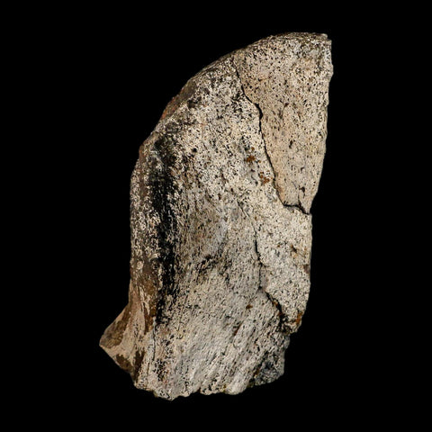 4.5" Triceratops Fossil Condyle Occipital Lance Creek FM Cretaceous Dinosaur WY COA