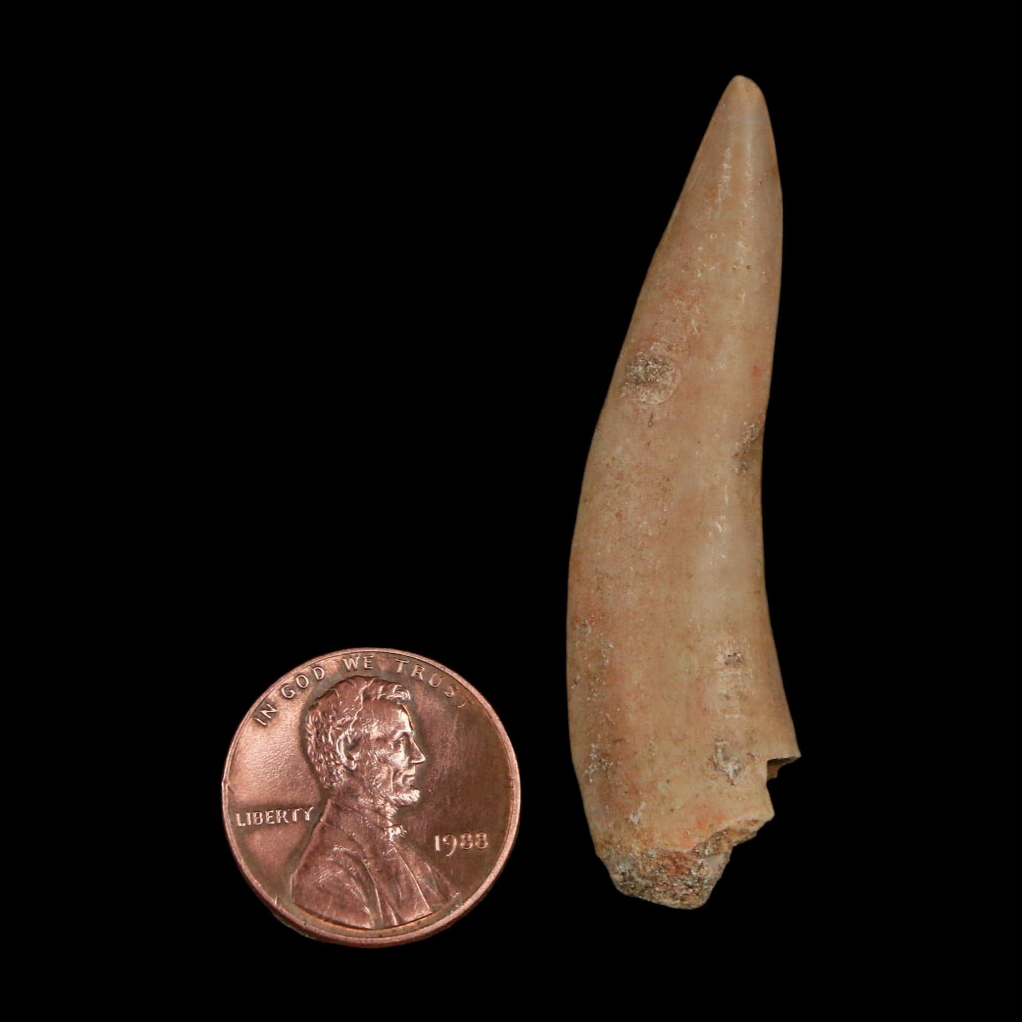 XL 2.1" Saber Toothed Herring Fossil Fang Enchodus Libycus Cretaceous COA Stand - Fossil Age Minerals