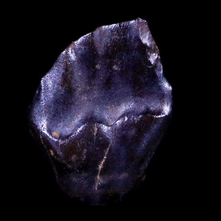 0.3" Ankylosaurus Fossil Tooth Lance Creek FM Cretaceous Dinosaur WY COA, Display
