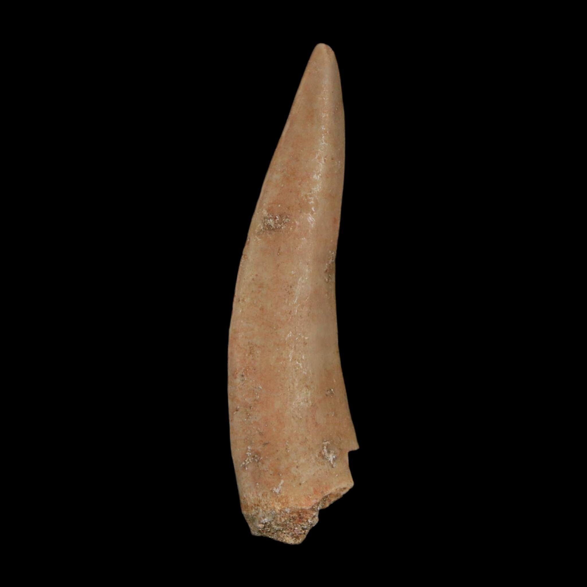 XL 2.1" Saber Toothed Herring Fossil Fang Enchodus Libycus Cretaceous COA Stand - Fossil Age Minerals
