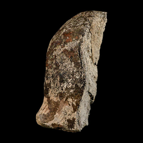4.5" Triceratops Fossil Condyle Occipital Lance Creek FM Cretaceous Dinosaur WY COA
