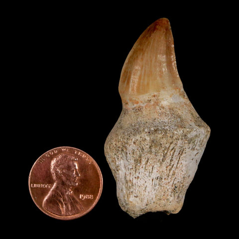 2" Mosasaur Prognathodon Anceps Fossil Tooth Rooted Cretaceous Dinosaur Era COA