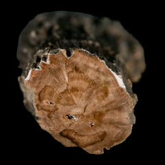 Petrified Wood Collection