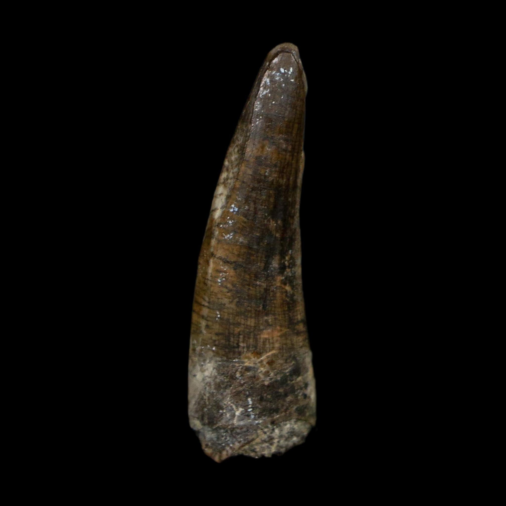 1.4" Suchomimus Fossil Tooth Cretaceous Spinosaurid Dinosaur Elraz FM Niger COA