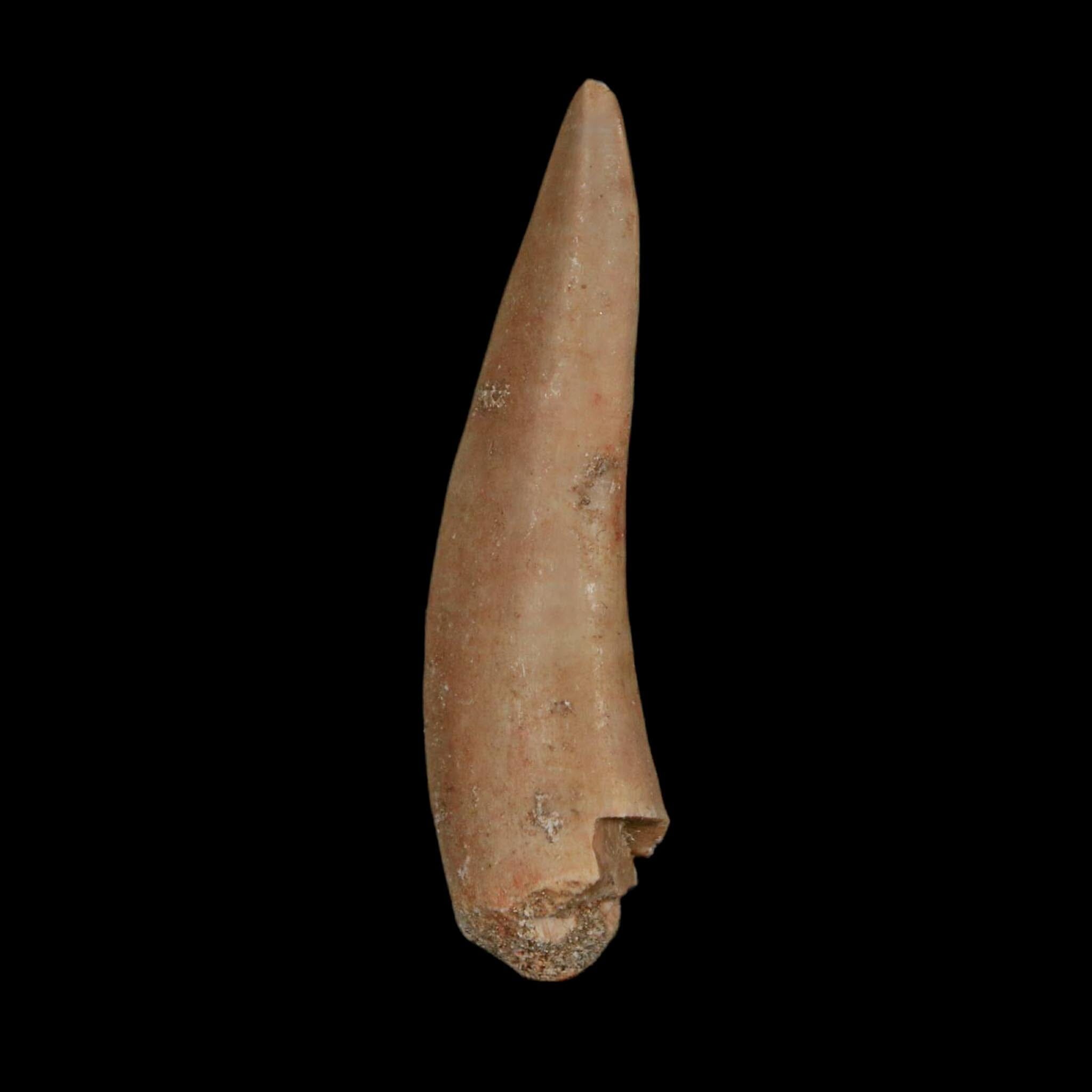 XL 2.1" Saber Toothed Herring Fossil Fang Enchodus Libycus Cretaceous COA Stand - Fossil Age Minerals