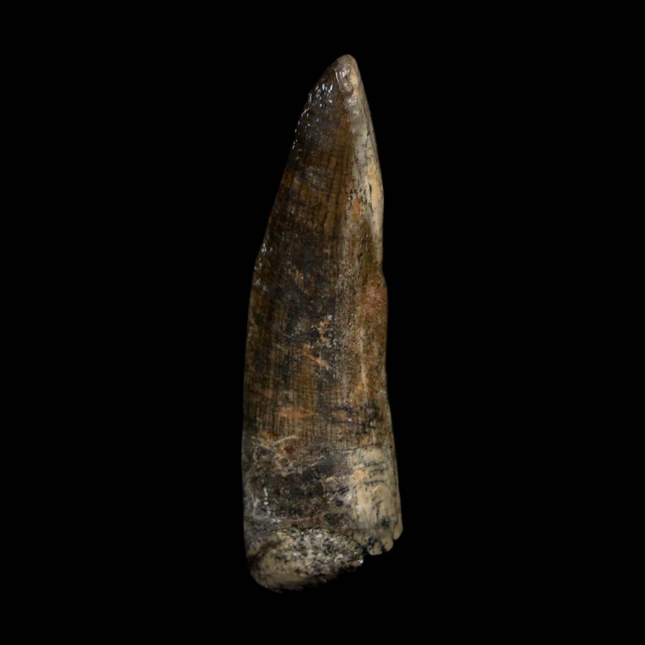 1.4" Suchomimus Fossil Tooth Cretaceous Spinosaurid Dinosaur Elraz FM Niger COA