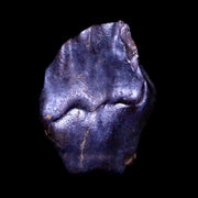 0.3" Ankylosaurus Fossil Tooth Lance Creek FM Cretaceous Dinosaur WY COA, Display