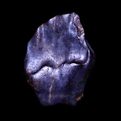 Ankylosaurus Fossil Collection