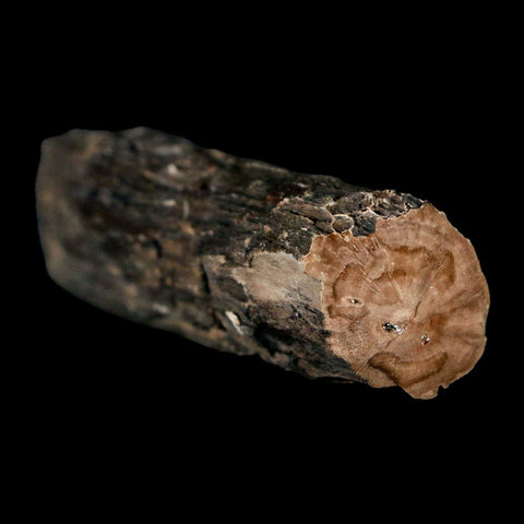 3.2" Fossilized Blue Forest Petrified Wood Limb Branch Eden Wyoming 50 Mil Yrs Old - Fossil Age Minerals