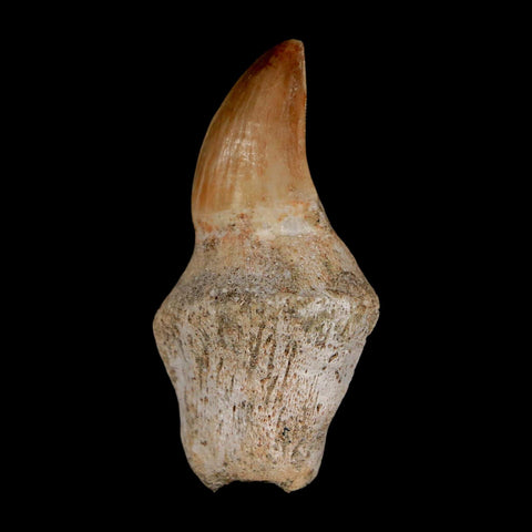 2" Mosasaur Prognathodon Anceps Fossil Tooth Rooted Cretaceous Dinosaur Era COA