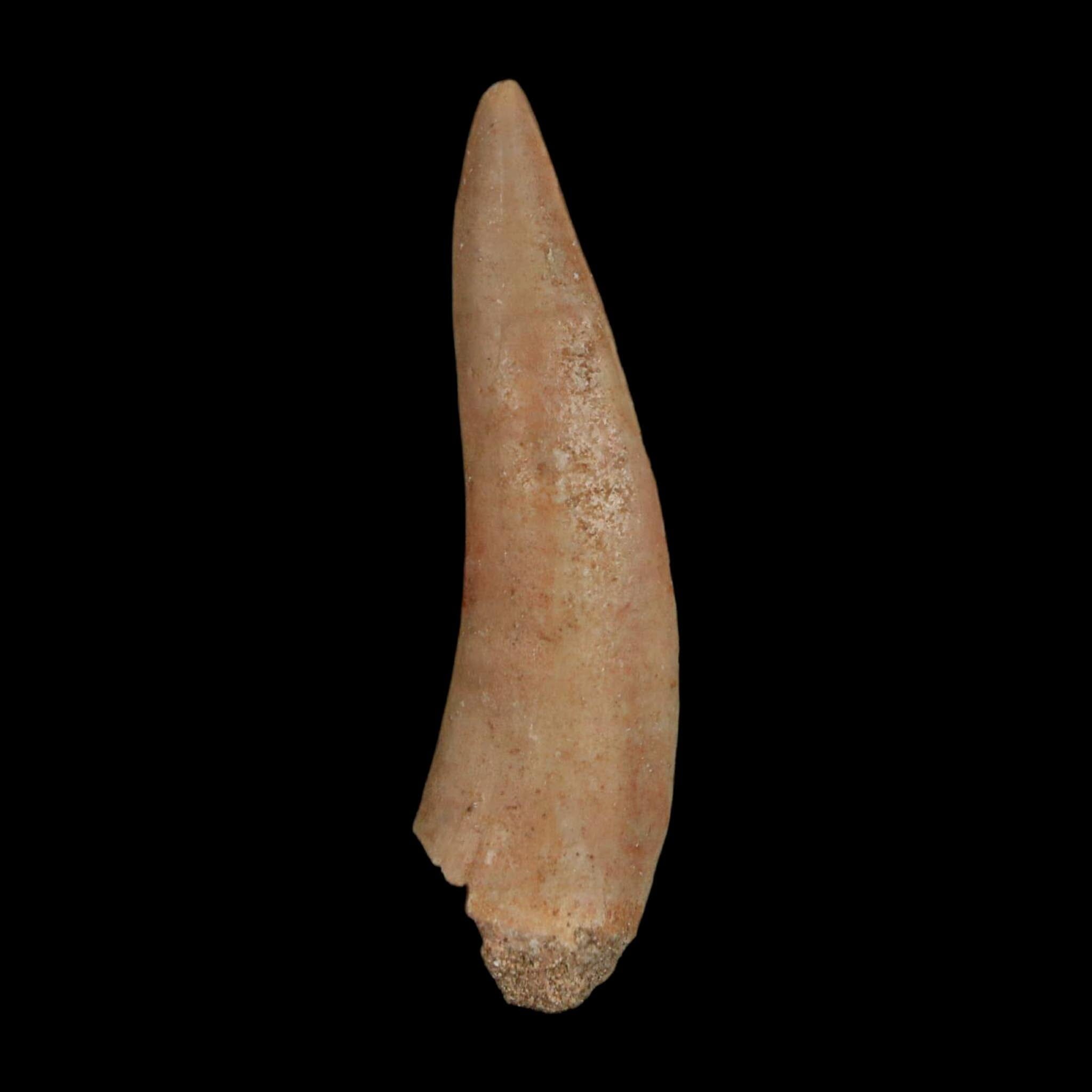 XL 2.1" Saber Toothed Herring Fossil Fang Enchodus Libycus Cretaceous COA Stand - Fossil Age Minerals