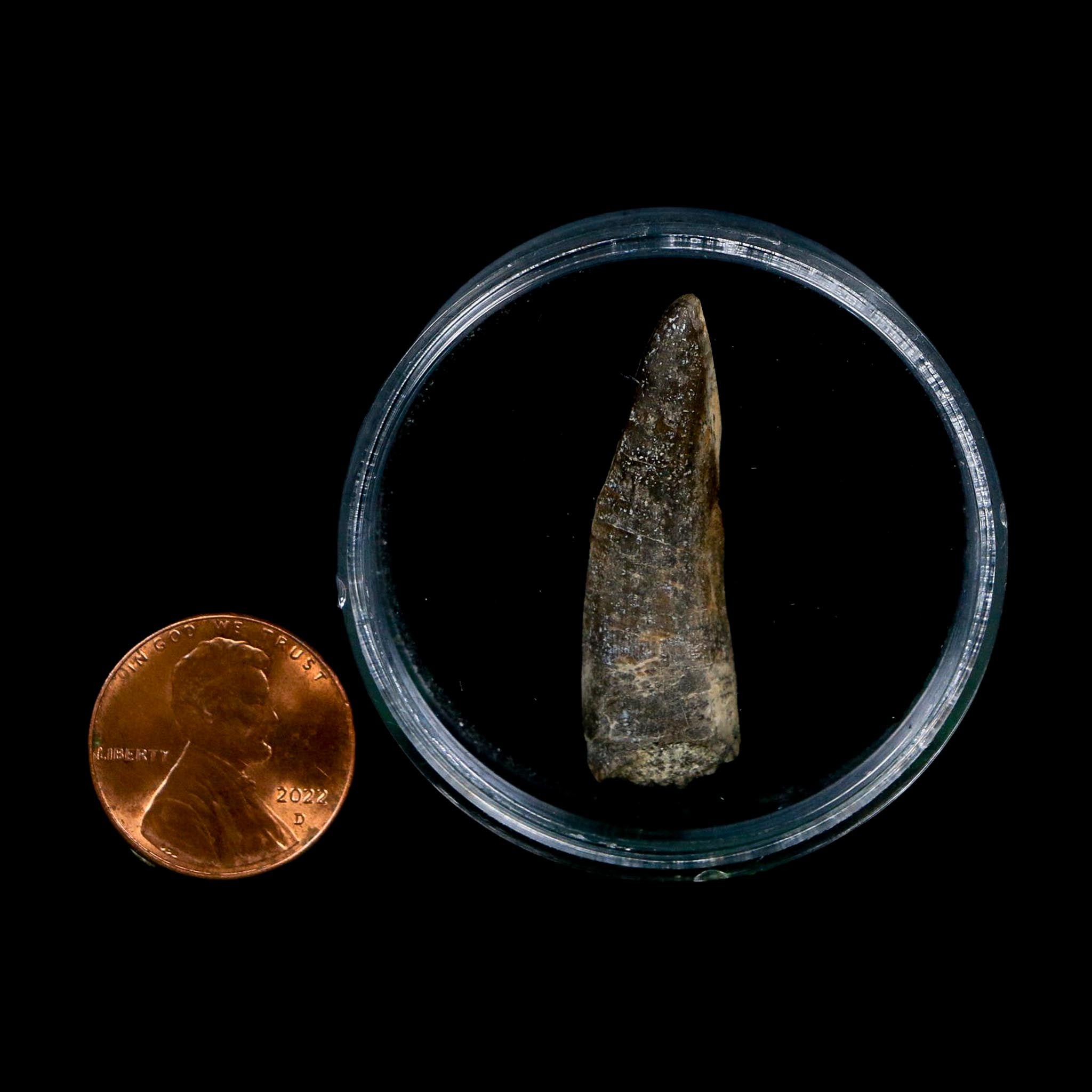 1.4" Suchomimus Fossil Tooth Cretaceous Spinosaurid Dinosaur Elraz FM Niger COA