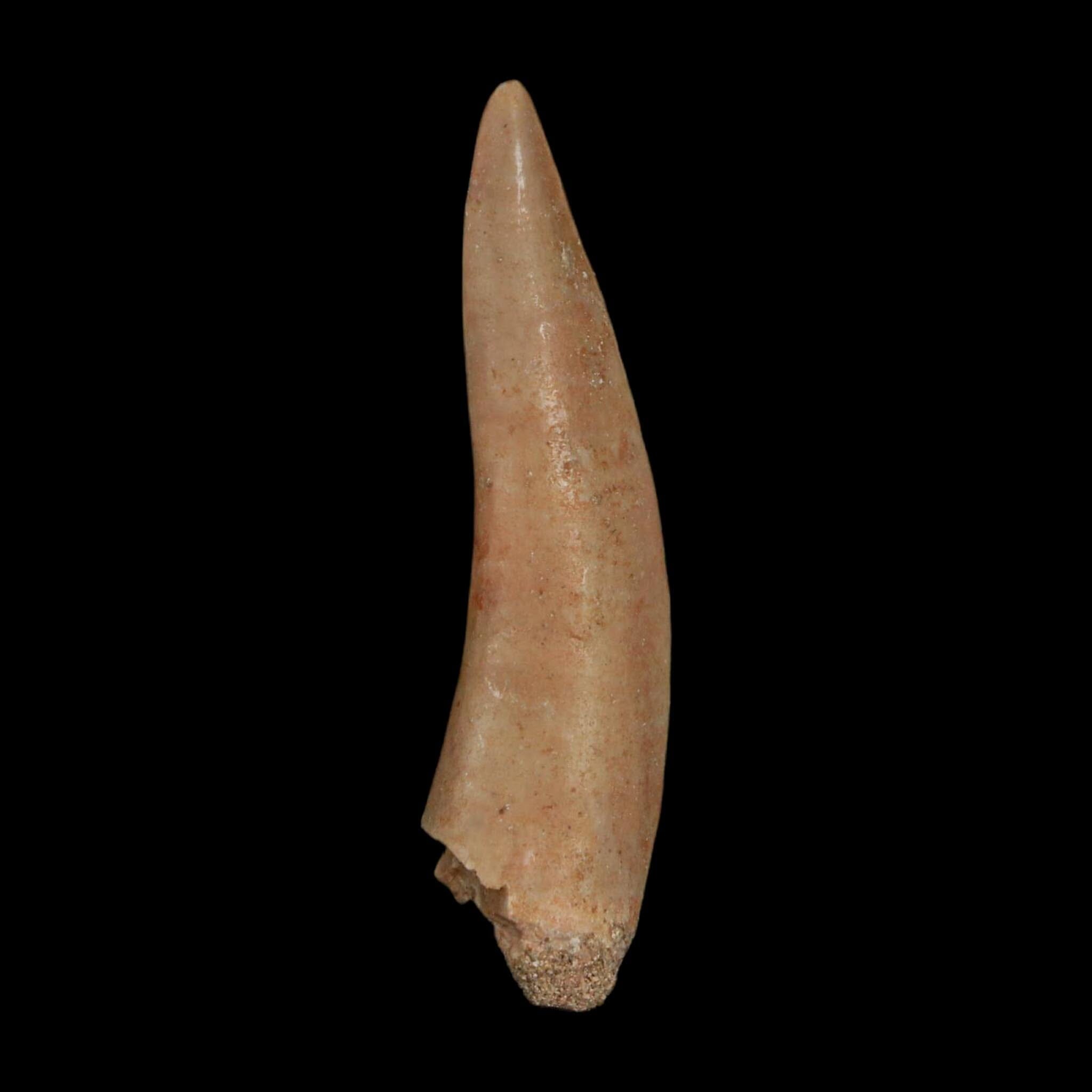 XL 2.1" Saber Toothed Herring Fossil Fang Enchodus Libycus Cretaceous COA Stand - Fossil Age Minerals